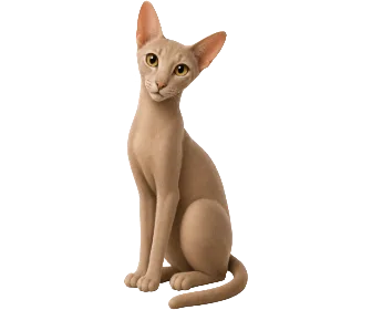 Asian Shorthair su Wefido