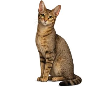 Chausie on Wefido