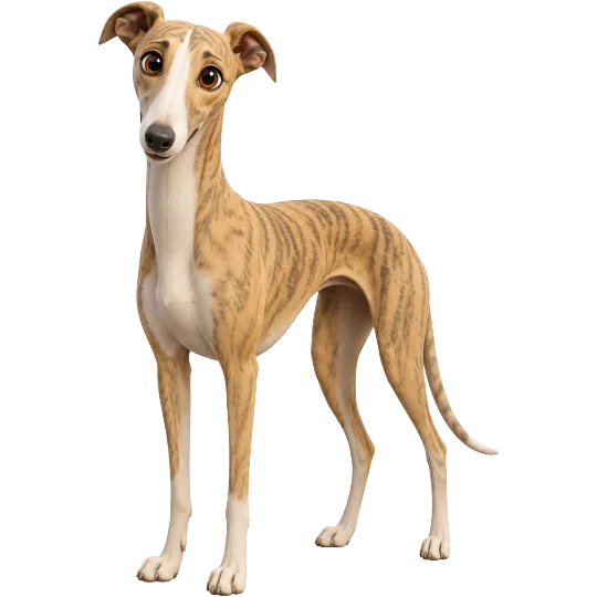 Galgo Español on Wefido