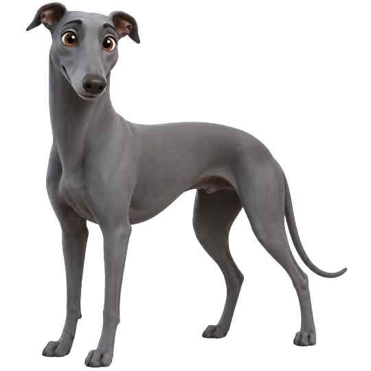 Greyhound on Wefido