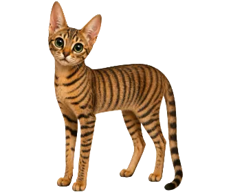 Serengeti su Wefido