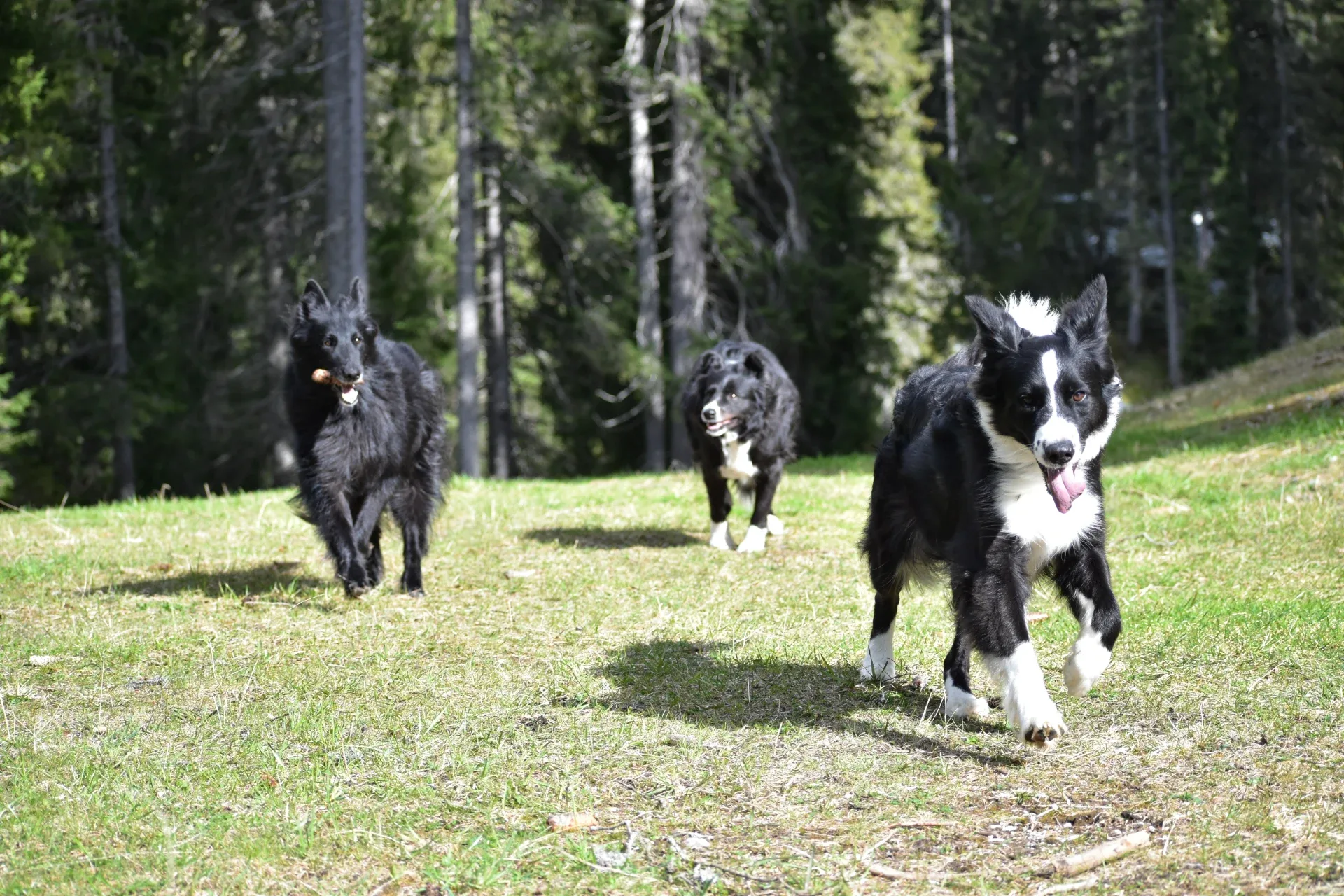 3 cani in giro