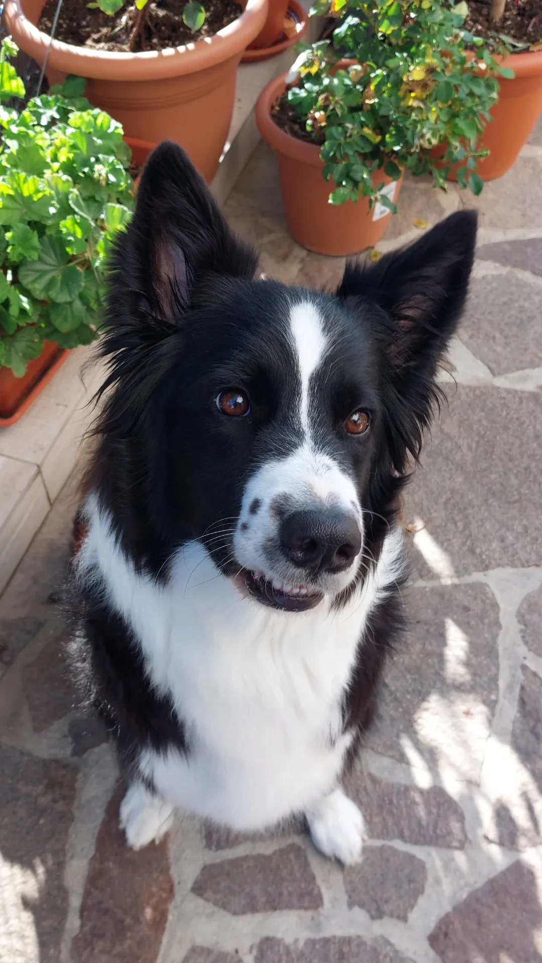 La mia baby! 😍🥰🐾💜
#wefido #wefidobau #icanidiwefido