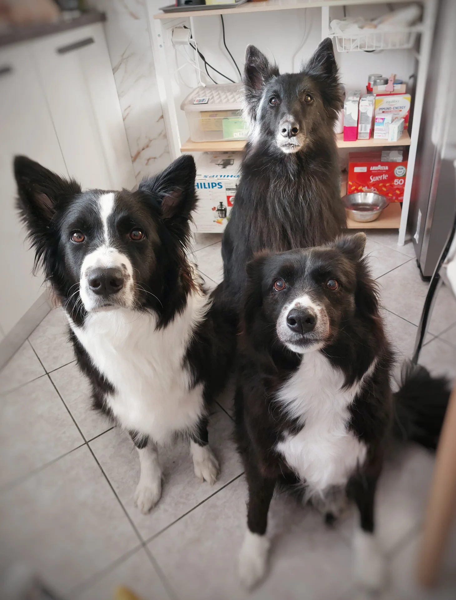 Hai del cibo? 😈🤣 #wefido #icanidiwefido
