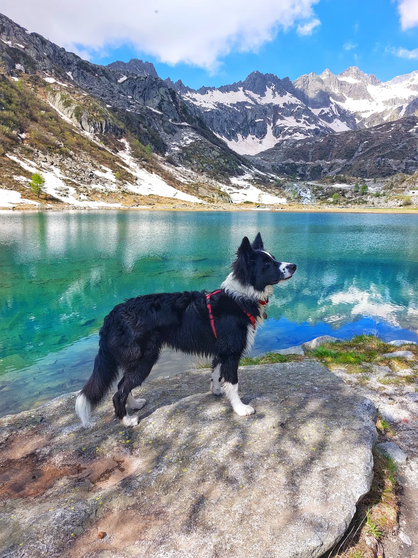 Copertina di Margot (Mukka)