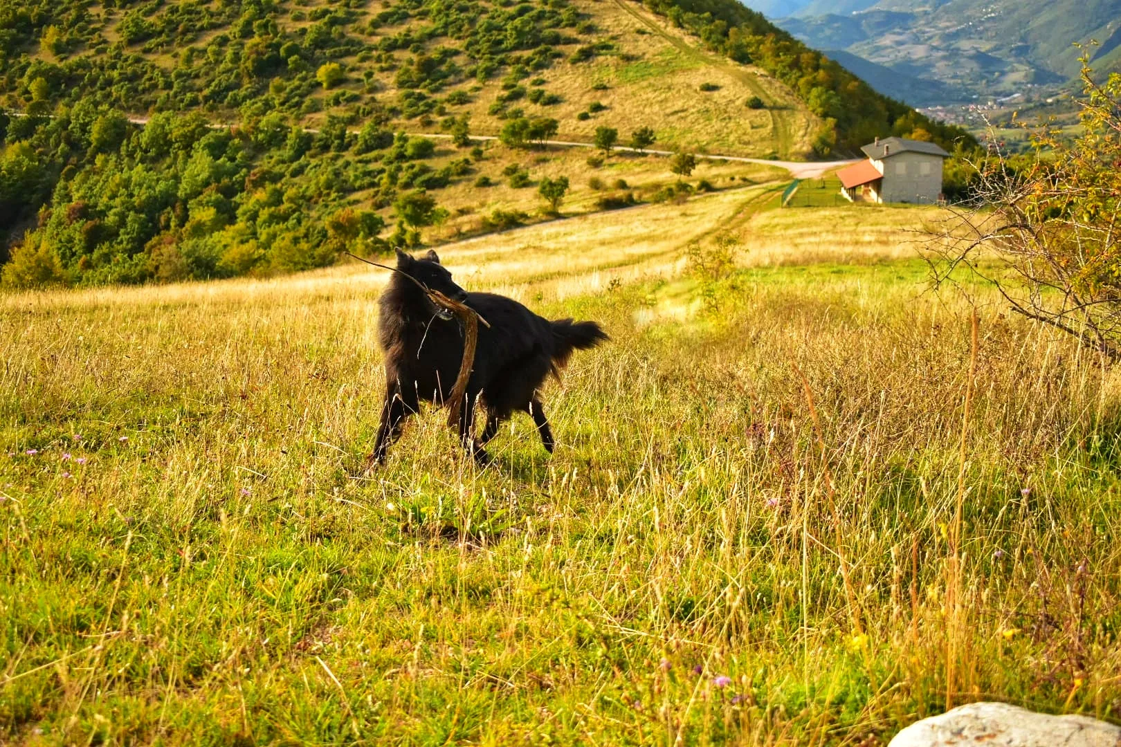 Copertina di Mia (La Peste)